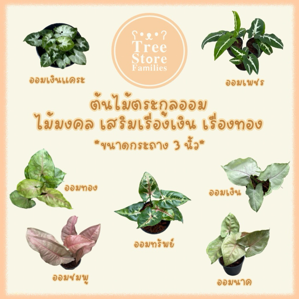ต้นไม้ตระกูลออม ไม้มงคล เสริมเรื่องเงิน เรื่องทอง *สั่งซื้อขั้นต่ำ 2 ต้น*