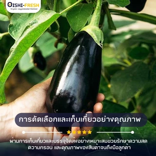 🛒Oishi-Fresh🍆มะเขือม่วง ปลอดสารพิษ 1 กก. รสชาติกรอบ สด ใหม่ ใยอาหารสูง หวานออร์แกนิค ผัก เคลมได้ 1-2 วัน