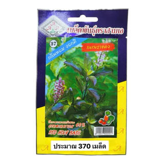 กะเพรา กระเพราแดง (ประมาณ 2000 เมล็ด)