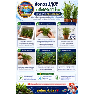 สาหร่ายพุงชะโดพร้อมกระถาง ฟอกอากาศ ช่วยเพิ่มออกซิเจน(ราคาต่อกระถาง)(7กระถางแถม1 กระถาง)
