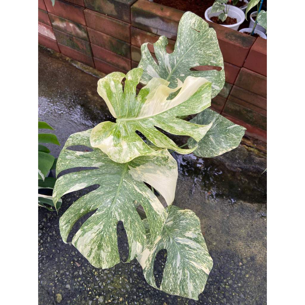 ต้นมอนสเตอร่า เดลิซิโอซ่า เลกาซี (Monstera Deliciosa Legacy) มีใบด่างสีเขียวและสีเหลือง/ครีม
