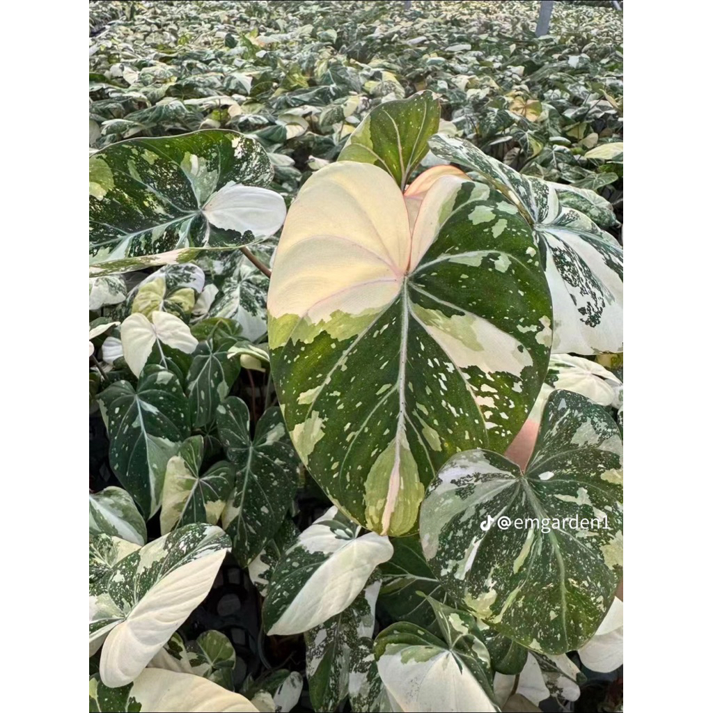 ฟิโดเดรนดรอน กอลิออซั่มด่างสามสี Philodendron gloriosum รูปที่ 3