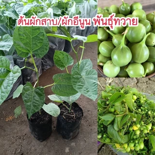 (ชุด 2 ต้น) ต้นผักสาบหรือผักอีนูน พันธุ์ทวายแท้