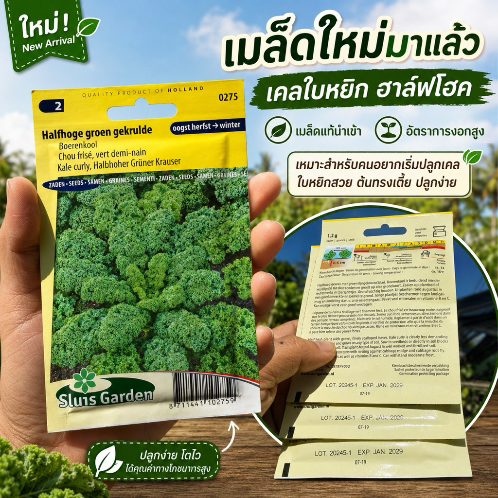 เมล็ดพันธุ์ เคลใบหยิก ฮาล์ฟโฮค (สายพันธุ์เตี้ย) Halfhoge Groene Gekrulde Kale เเบ่งจากซองแท้ 100 เมล็ด