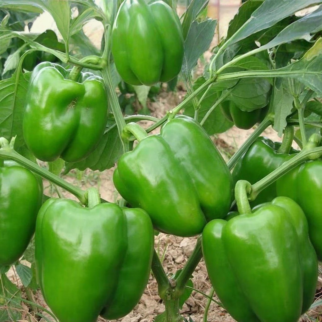 เมล็ดพันธุ์ พริกหวาน 100 เมล็ด Sweet Pepper Seeds 10 เเถม รูปที่ 7