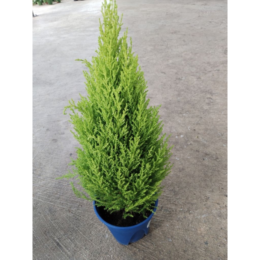 สนมะนาว หรือสนเลมอน Lemon Cypress