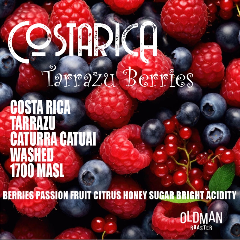 เมล็ดกาแฟ COSTARICA TARRAZU BERRIES  (คั่วอ่อน) by OLDMAN ROASTER