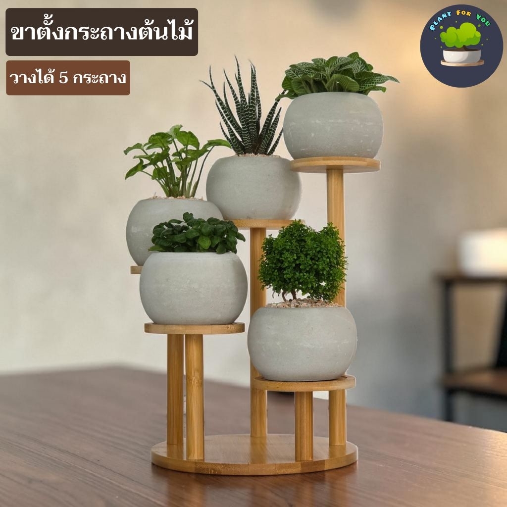 ขาตั้งต้นไม้ตั้งโต๊ะหลายชั้นทำจากไม้ไผ่ (ไม่ใช่ไม้สน) เหมาะสำหรับวางกระถางขนาดเล็ก