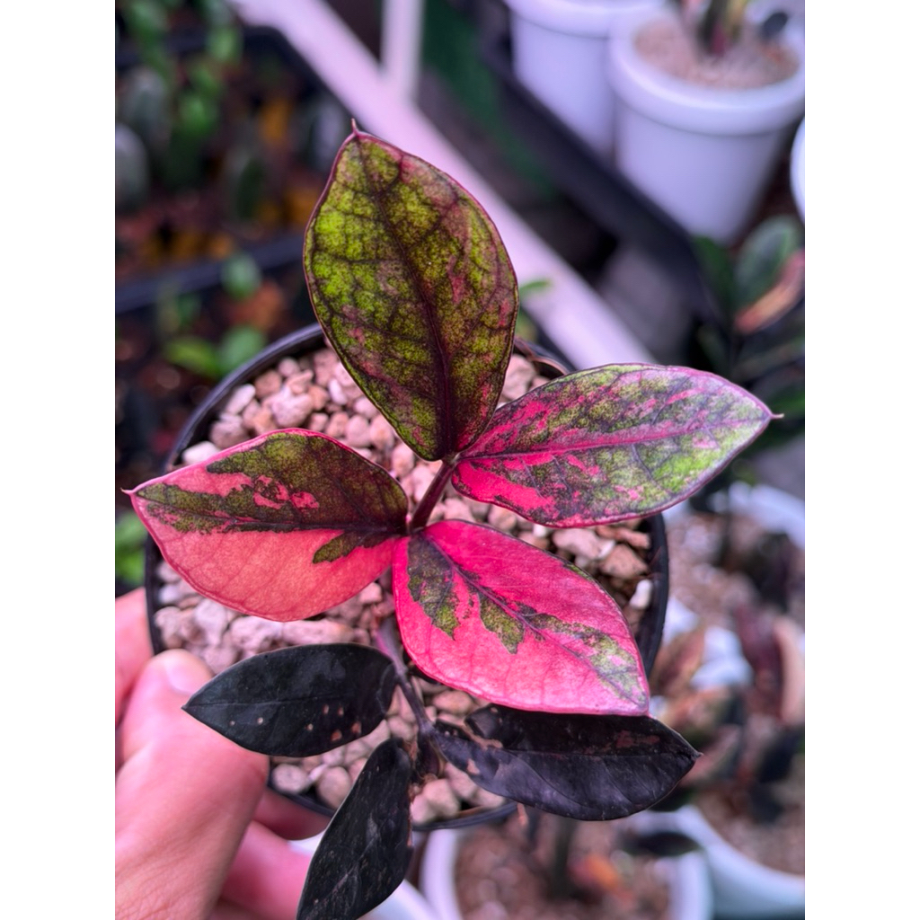กวักมรกตดำด่างชมพู🖤💗💚zamioculcas zamiifolia Black Variegated Pink
