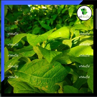 ต้นสักทอง กล้าไม้ป่าไม้เศรษฐกิจ​ สักทอง​ ต้นไม้แข็งแรง พร้อมส่ง เสียหายระหว่างขนส่ง ทางร้านพร้อมรับผิดชอบ