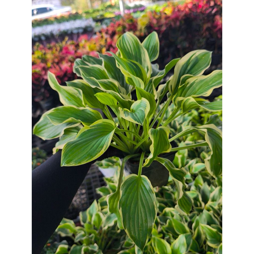รอบเข้า16/6/26 #Hosta ขอบสีขาว #ต้นฮอสต้า เป็นพืชประดับใบด่าง  มีหน่อสามารถรับประทานได้ เลี้ยงง่ายกระถาง6นิ้ว