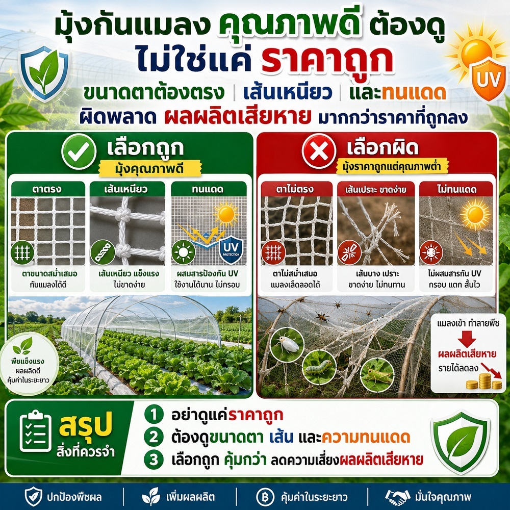 ผักกางมุ้ง มุ้งไนล่อน มุ้งขาว มุ้งกรงไก่ มุ้งกันแมลง รูปที่ 2