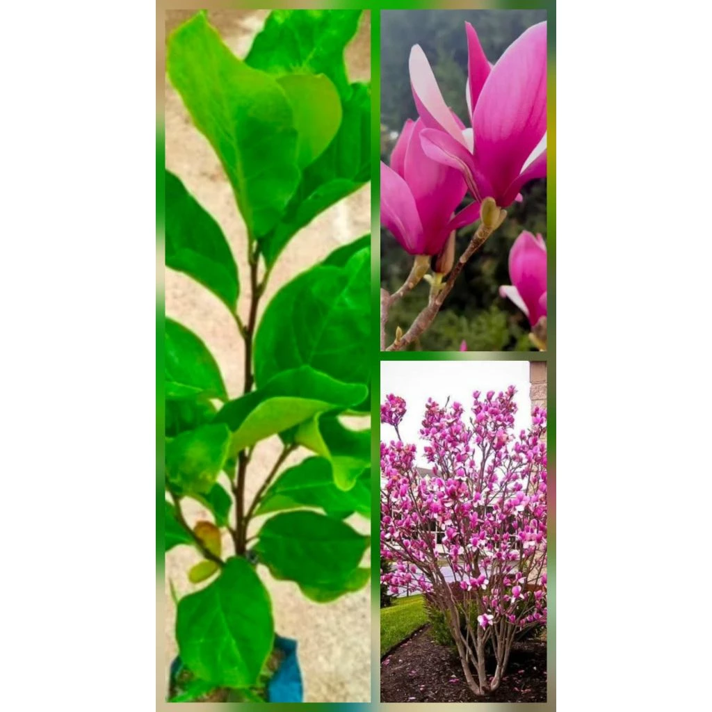 ต้นจำปีซูซานหรือต้นจำปีสีชมพู ดอกใหญ่ ดอกสีชมพู กลิ่นหอมๆ สูง50-70ซ.ม แบบติดตา