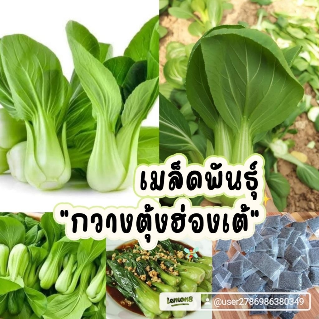 เมล็ดพันธุ์กวางตุ้งฮ่องเต้2,000-3,000 เมล็ด 29 บาท