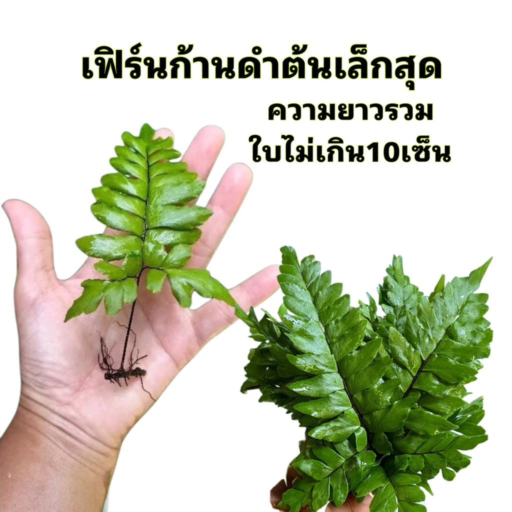 เฟิร์นก้านดำต้นเล็กสุด ต้นละ2บาทสั่งขั้นต่ำ10ต้นขึ้นไปนะคะ