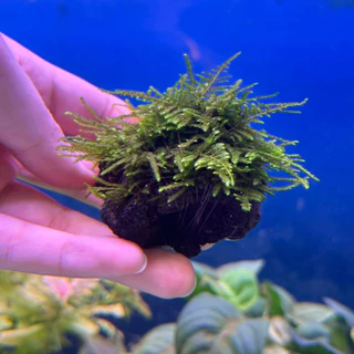 คริสมาสต์ มอส (Christmas Moss) พันตะแกรงและเกาะหิน ต้นไม้น้ำ ต้นไม้น้ำตกแต่งตู้ปลา ***กรุณาอ่านรายละเอียดก่อนสั่งซื้อ***