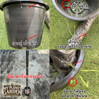 Moss Pole, Coco coir Pole, เสาไม้เลื้อย, เสามอส, เสาใยมะพร้าว, หลักไม้เลื้อย