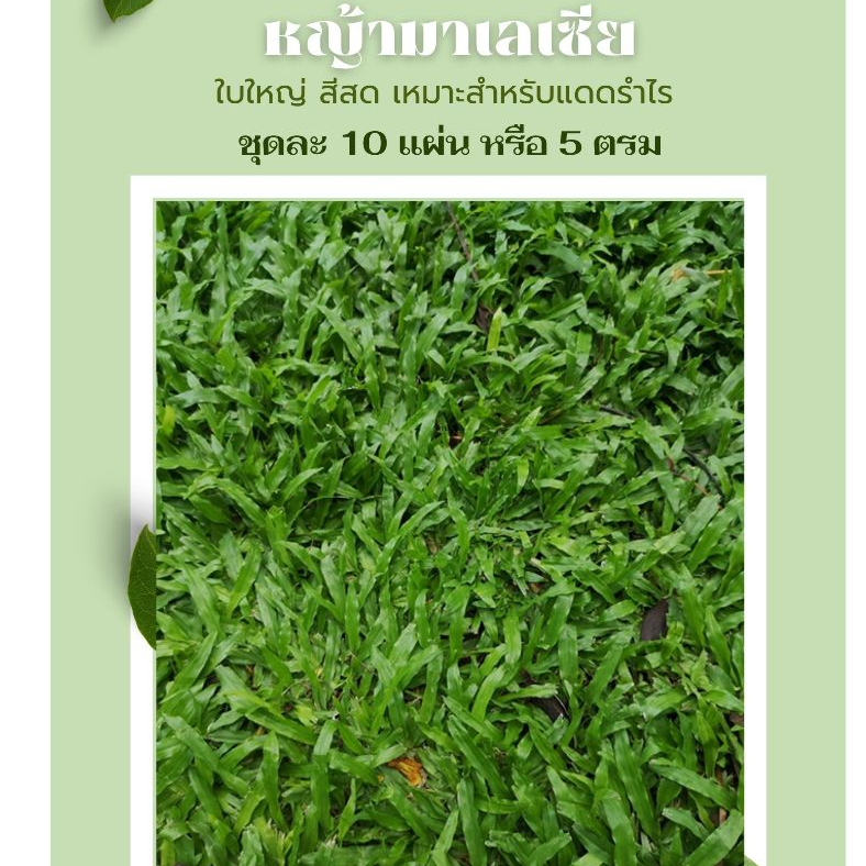 หญ้ามาเลเซีย 10 แผ่น หรือ 5 ตารางเมตร สำหรับพื้นที่ร่ม หญ้าปูสนาม สดใหม่จากไร่ หญ้าพร้อมปลูก