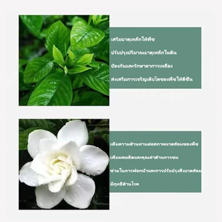 【GreenThumb】ปุ๋ย เหล็กซัลเฟต เฟอรัสซัลเฟต 250g ป้องกันโรคเหลือง ปรับสมดุลความเป็นกรดของดิน เพิ่มปริมาณธาตุเหล็กในพืช