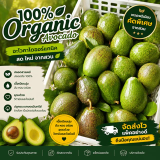 [ขายส่ง] อโวคาโดคัดส่งอย่างดี [กล่อง 5 กิโลกรัม]