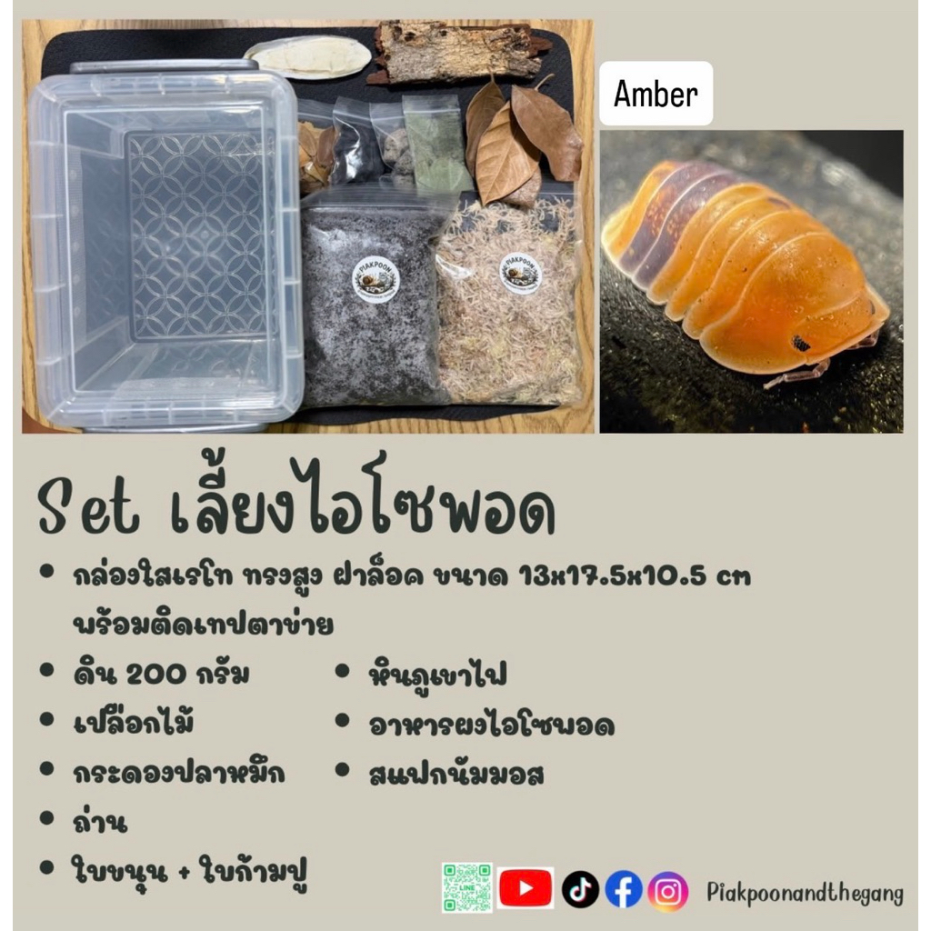 Set เลี้ยงไอโซพอด 5  แถมฟรีแม่บ้านทำความสะอาด 10+ (Isopod)
