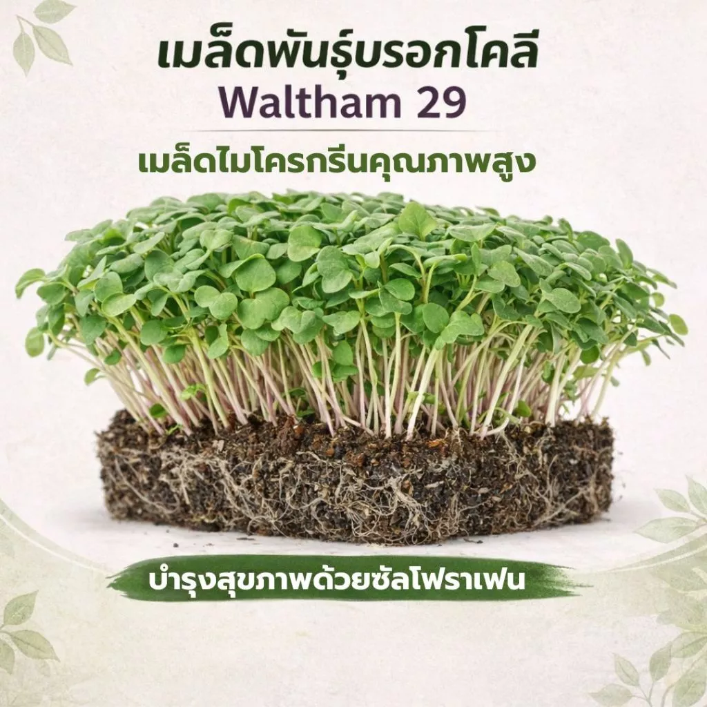 เมล็ดบรอกโคลี ไมโครกรีน Waltham 29 | Broccoli Microgreen Seeds | Non-GMO | 2g 5g 10g