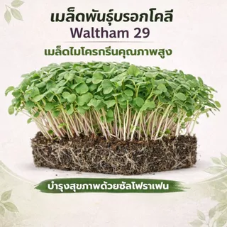 เมล็ดบรอกโคลี ไมโครกรีน Waltham 29 | Broccoli Microgreen Seeds | Non-GMO | 2g 5g 10g
