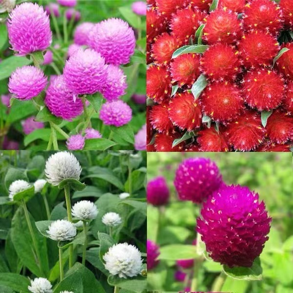 ดอกบานไม่รู้โรย บานไม่รู้โรย มีให้เลือก 4 ชนิด4สีพร้อมส่ง100เมล็ด เมล็ดพันธุ์