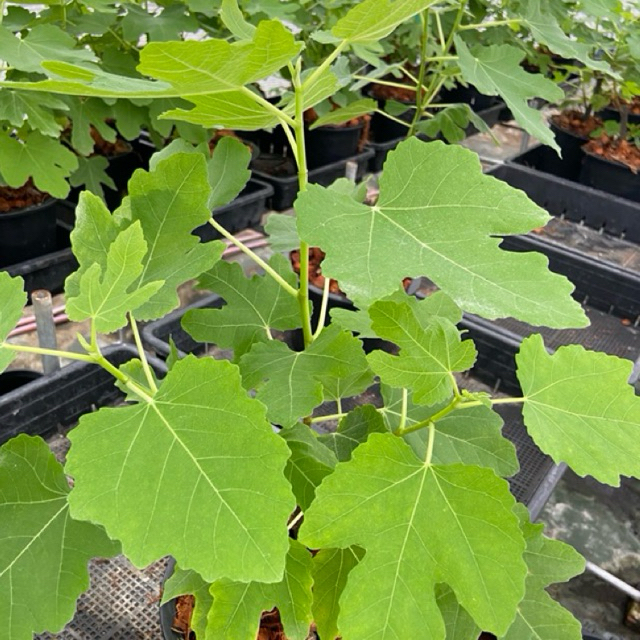 ต้นมะเดื่อฝรั่ง บราวน์ตุรกี กระถาง8“ ใกล้ติดผล/brown terkey figs tree 8”potted