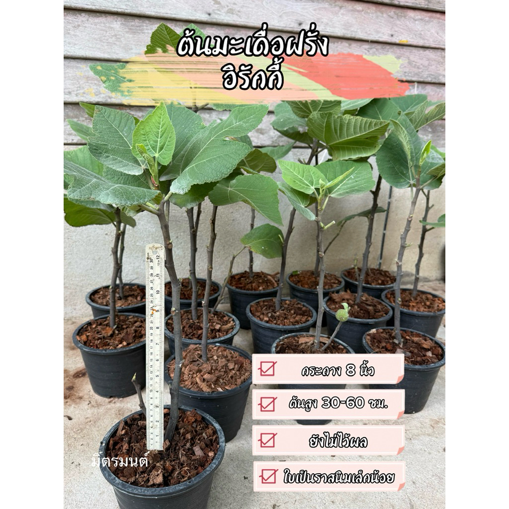 ดูรูปก่อนสั่ง พร้อมส่ง🪴ต้นมะเดื่อฝรั่ง อิรักกี้ Iraqi ติดผลแล้วบางต้น ขอคนรับได้ค่ะ ส่งกระถาง 6 นิ้ว ต้นแข็งแรง รากเยอะ