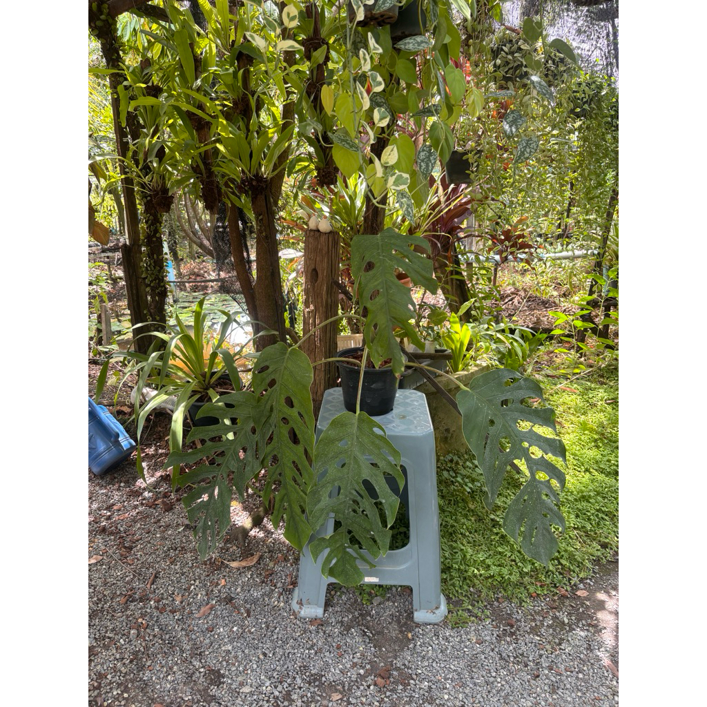monstera dubia ดูเบียใบมีรู