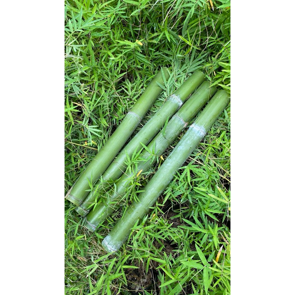 กระบอกไม้ไผ่ยิ้มแย้ม1ชิ้น สำหรับงานDIY แจกันและตกแต่ง ขนาด55-70cm (เจาะให้เรียบร้อย ) หอมกลิ่นไผ่อ่อนๆตัดสดใหม่จากกอ