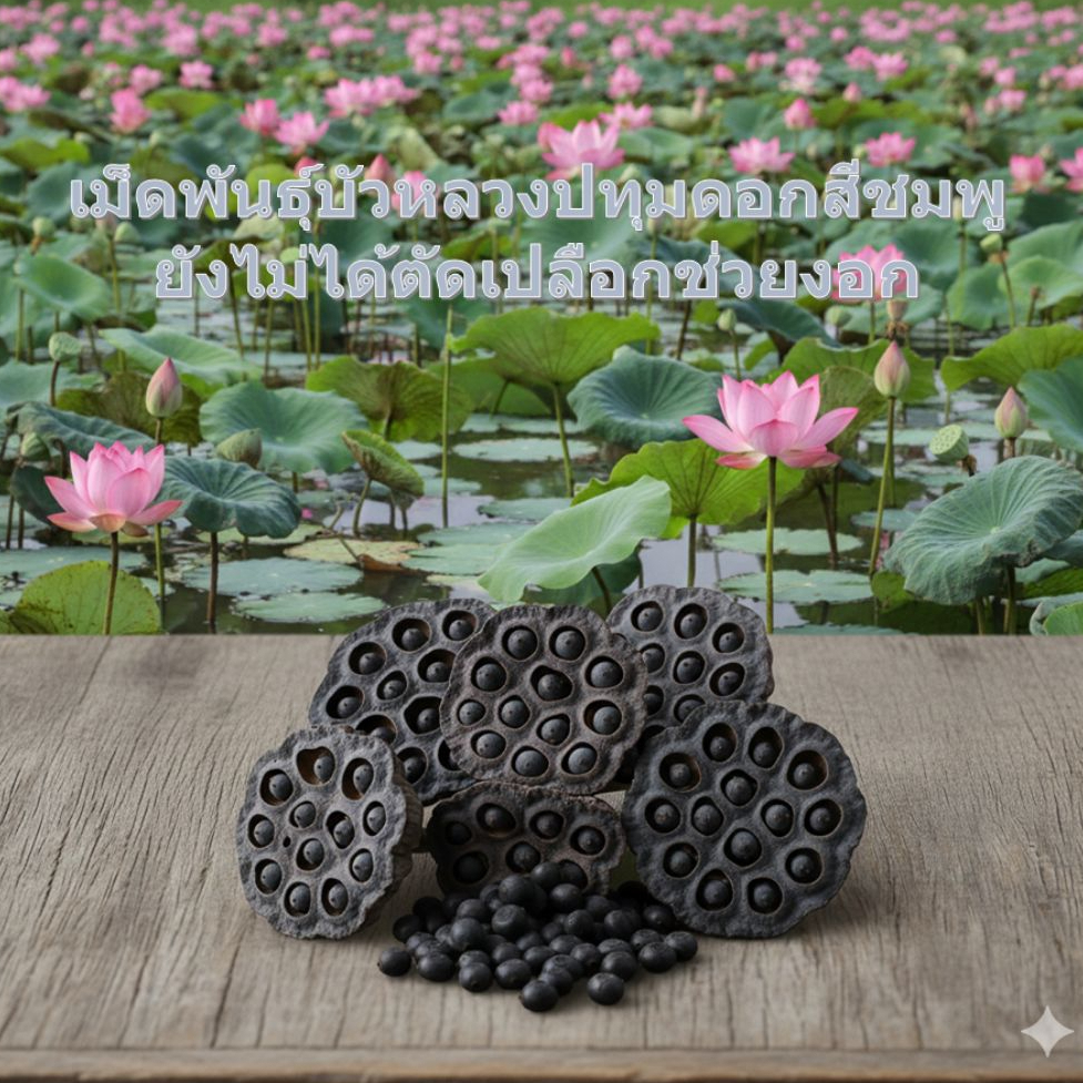 บัวหลวงปทุม 0.5-1kg ชมพูยักษ์ (ยังไม่ตัดเปลือก) Pink Pathum Lotus Seeds (Natural Shell) ดอกใหญ่