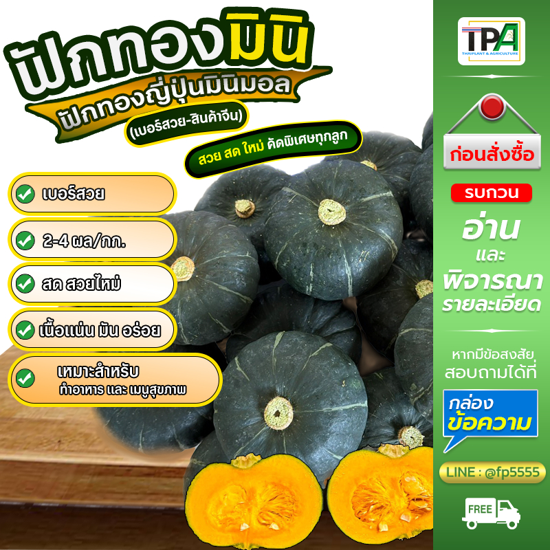 ฟักทองมินิ ฟักทองญี่ปุ่นมินิบอล (เบอร์สวย ผิวสวย เนื้อสวย) 1, 2, 3, 4, 5 กก. (สินค้าจีน)