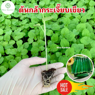 Nisa Garden ต้นกล้ากระเจี๊ยบเขียว ต้นเตี้ย F1 รากเยอะ พร้อมปลูก 🔥(ซื้อ 10 แถมฟรี 2 )🔥