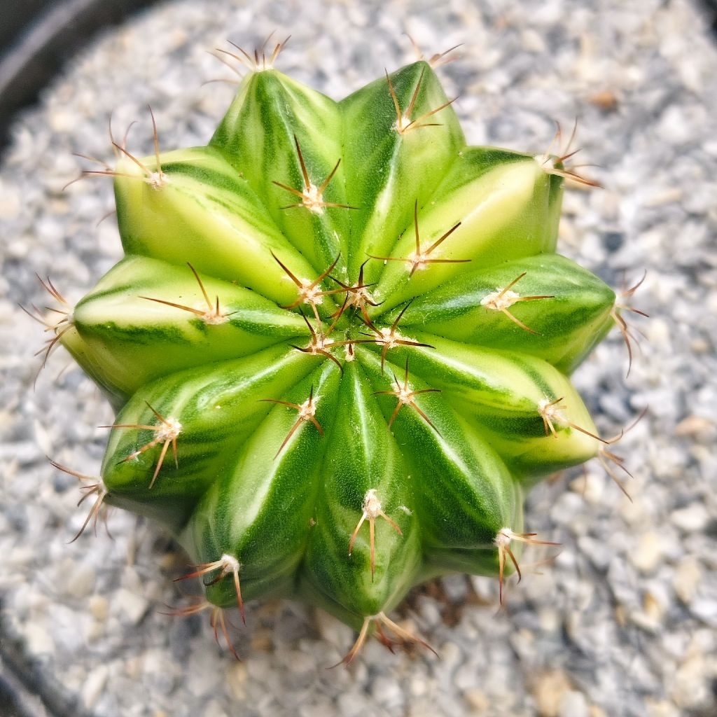 เมโลแคคตัสด่าง Melocactus curvispinus variegated ด่างครบ ราคา390บาท กระถาง4นิ้ว