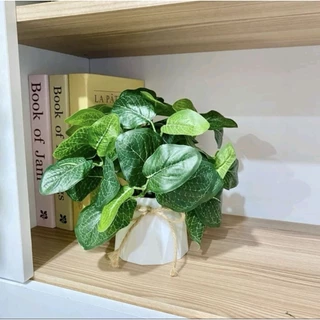 🌳ต้นไม้มงคลพร้อมกระถางพลาสติก ตั้งโต๊ะทำงานเสริมฮวงจุ้ย