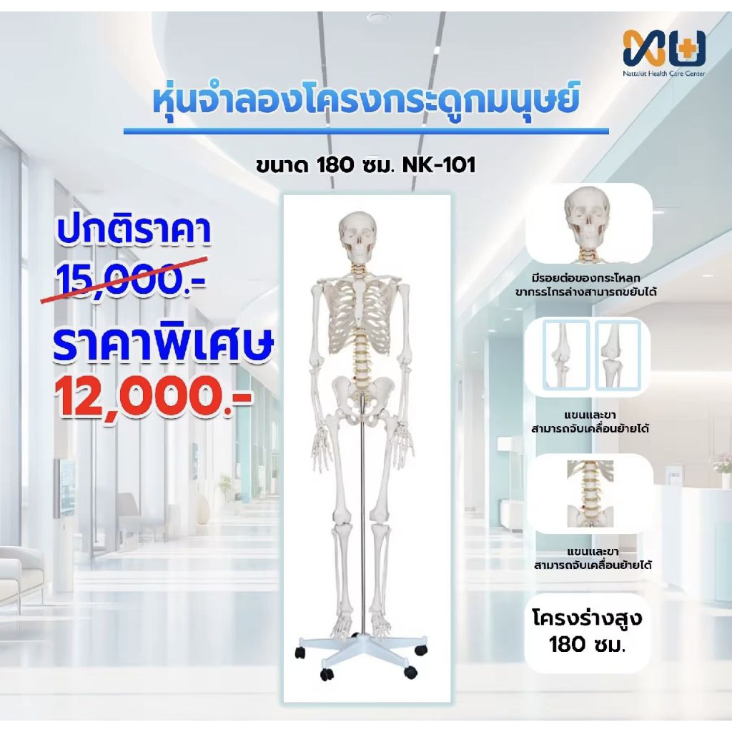 Anatomy model: NK-101 หุ่นจำลองโครงกระดูกมนุษย์ ขนาด 180 เซนติเมตร