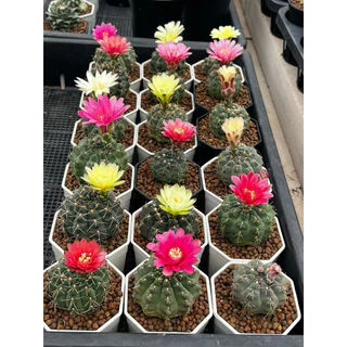 Gymno Baldianum ยิมโน บัลเดียนัม แคคตัส กระบองเพชร