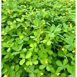 ถั่วบราซิล เมล็ดพันธุ์ 1 กก. บำรุงดิน