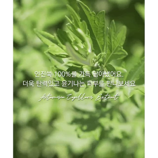 🔥พร้อมส่ง ของแท้ 100% / ล็อตใหม่ล่าสุด Artemisia Capillaris Extract Ampoule - 100% original