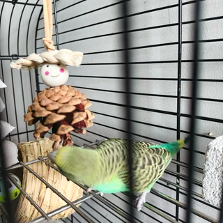 E-118 ของเล่นนกแก้ว สำหรับแทะเล่น วัสดุธรรมชาติ ลูกสน มีตะขอเกี่ยวสแตนเลส parrot toys