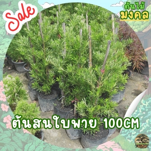 [พร้อมส่ง] ต้นสนใบพาย (Podocarpus) ขนาด100cm เลี้ยงง่าย ต้นไม้นิยม (สั่งได้ทีละ4ต้นต่อออเดอร์)