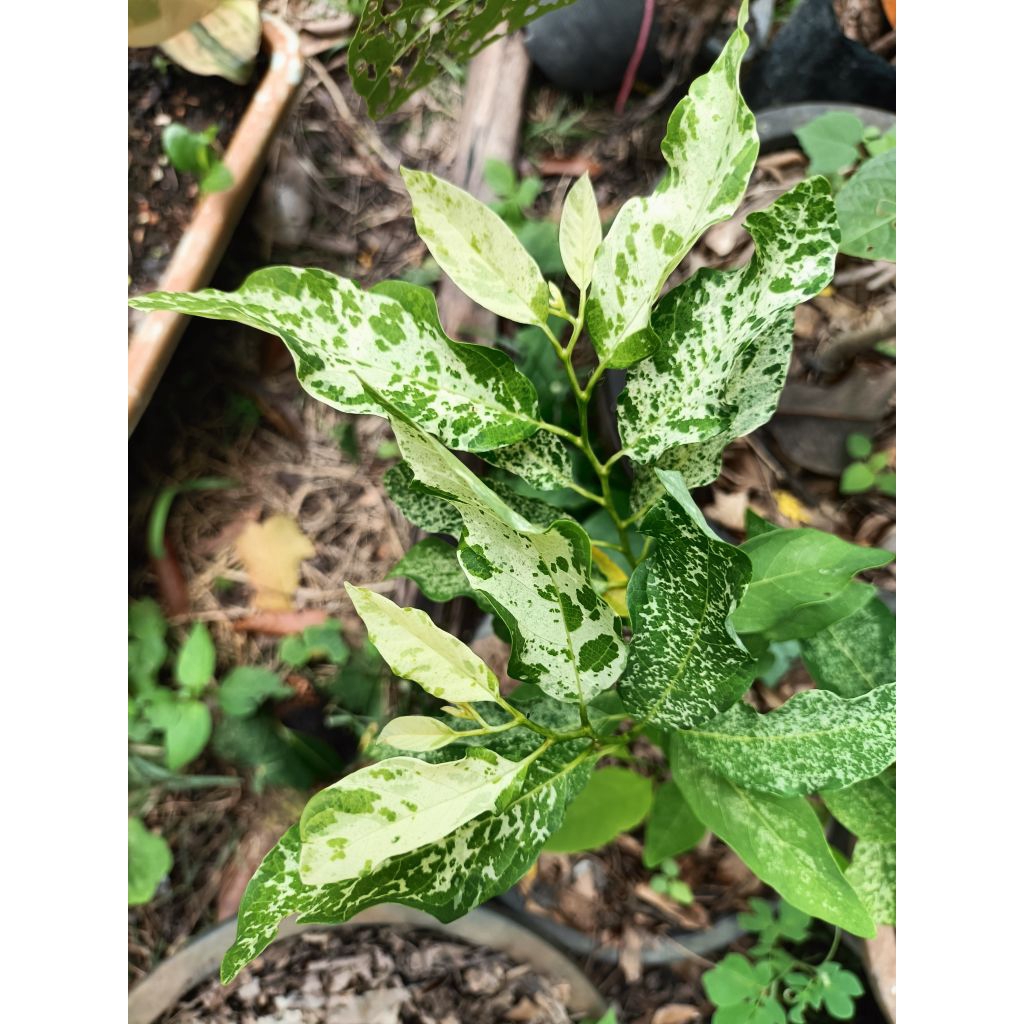 น้อยหน่าด่าง(Custard apple Variegated)