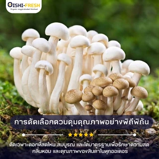 🛒Oishi-Fresh 🍄‍เห็ดชิเมจิดำ ปลอดสารพิษ 1 แพ็ค รสชาติกรอบ สด ใหม่ ใยอาหารสูง หวานออร์แกนิค เคลมได้ 1-2 วัน