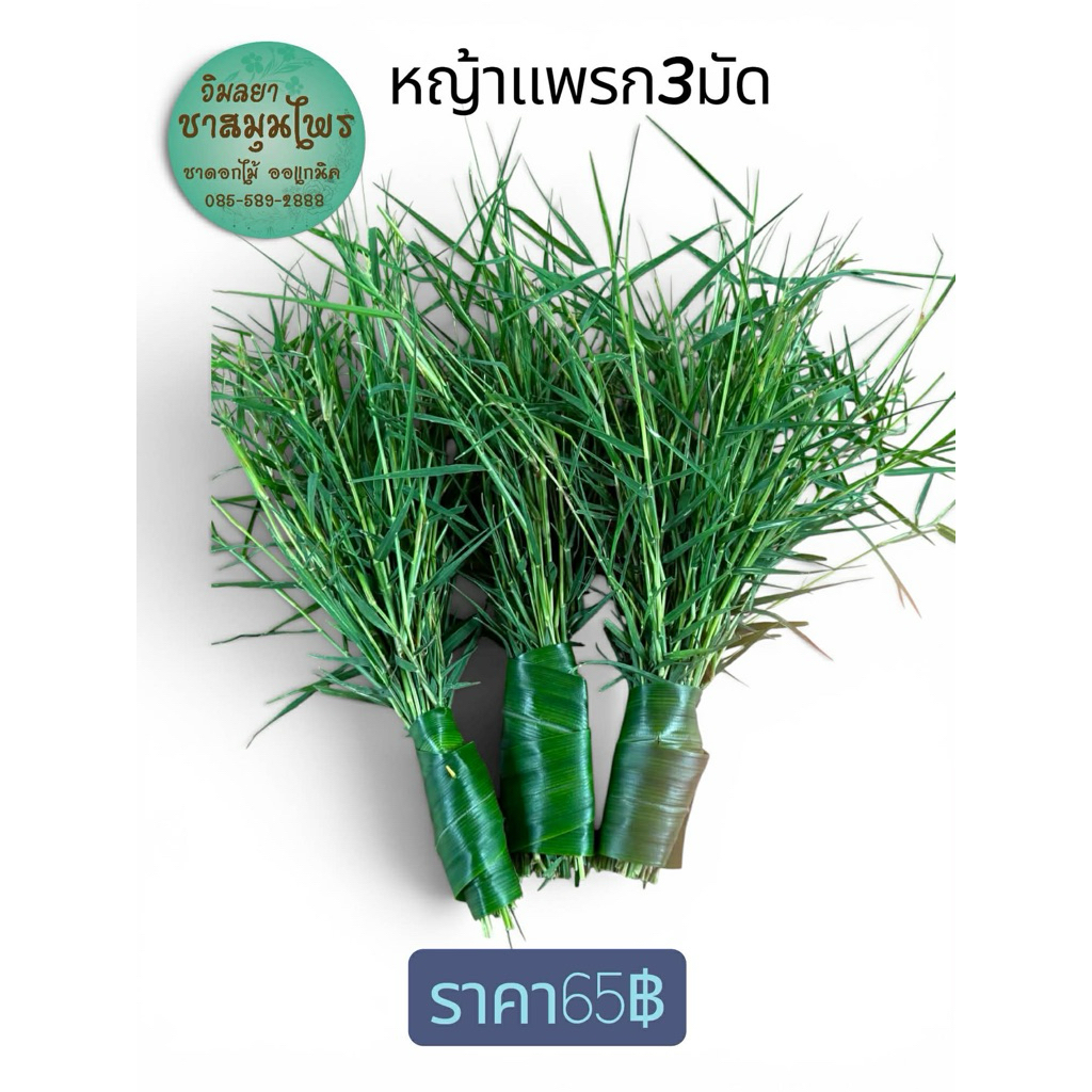 หญ้าแพรกไหว้สิ่วศักดิ์สิทธิ์ เก็บสด(บรรจุ3มัด)
