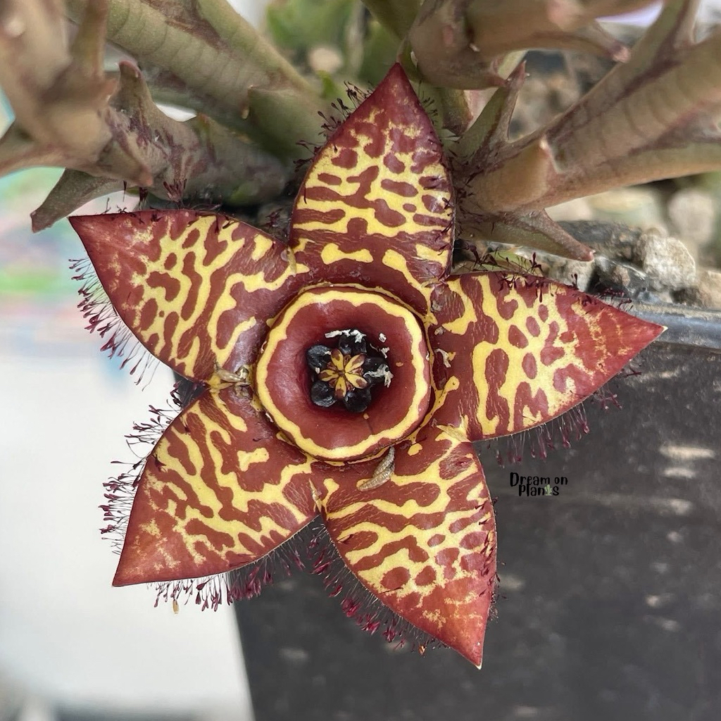 กิ่ง Orbea ‘Honey bee’ Pranburi hybrid