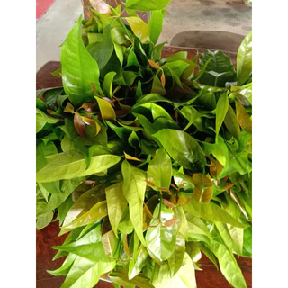 🌱ผักเหลียงสด ใบเหลียงอ่อน 🌱 คัดใบเก็บใหม่ทุกวัน ส่งตรงจากชุมพร ผักเหลียงออร์แกนิก ปลอดสารพิษเคมี 100 %
