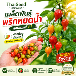 เมล็ดพันธุ์ พริกไบควินโฮ สีแดง คุณภาพดี ราคาถูก ของแท้ 100% - Biquinho Pepper - Thaiseed