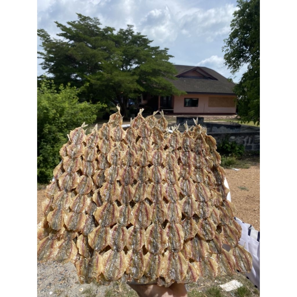 ปลาหวานข้างเหลือง (50ตัว)จากทะเลสาบสงขลา